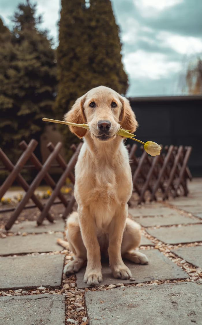Pet & Kid Friendly